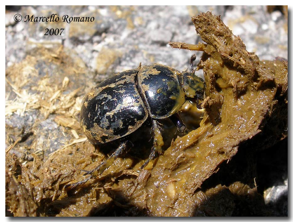 A spasso sulle Alpi Marittime:19. Anoplotrupes stercorosus